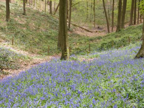 Blauwe kousjes in het Muziekbos