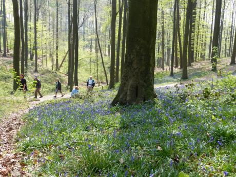 Blauwe kousjes
