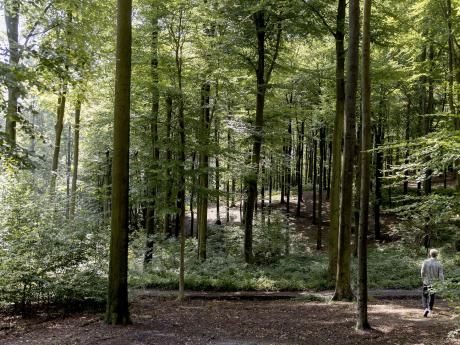 Zicht Muziekbos