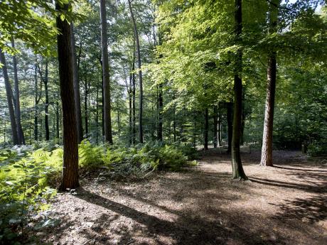 muziekbos zonnig