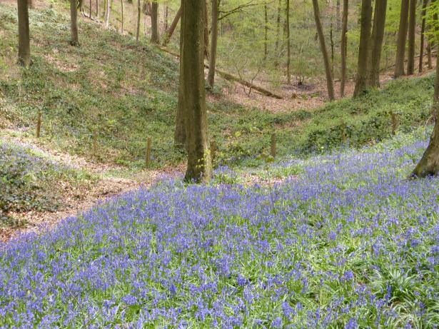 Blauwe kousjes