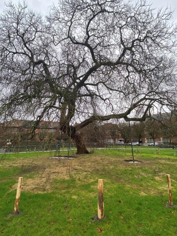 Catalpa